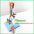 LUNG05(12502) 2 parts Life Size Larynx ,Trachea & Bronchial Tree Anatomy Models > Respiratory